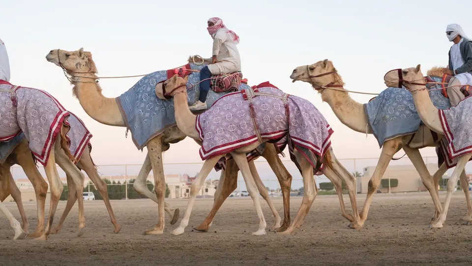 Al Shahaniya camel racing