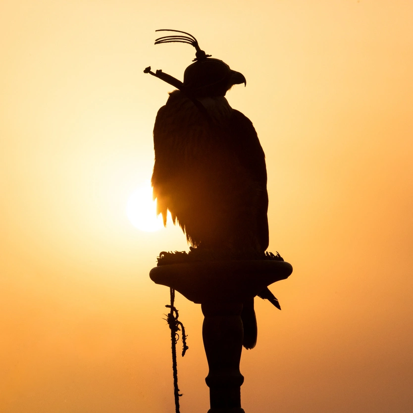 Arab falconry hunting sport