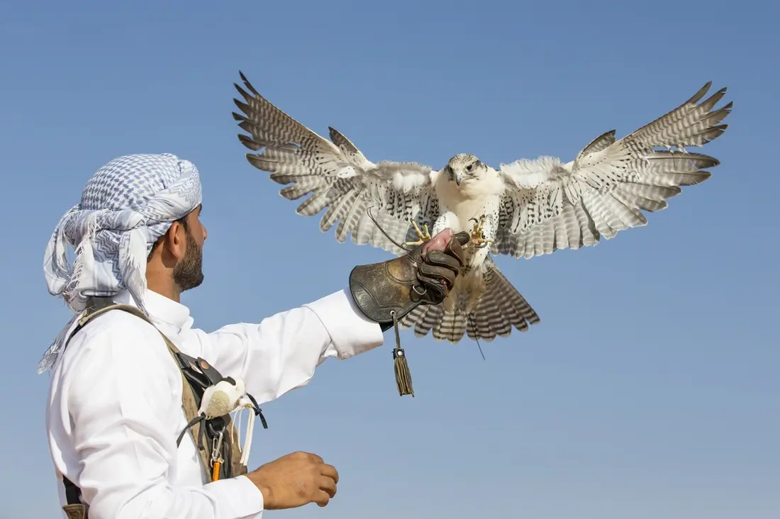 UAE Japan falconry program