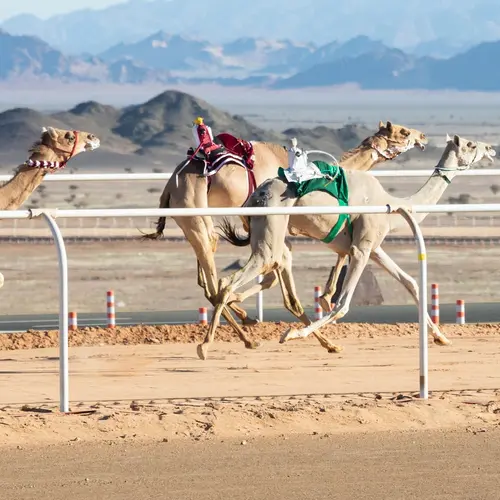 Camel racing in Qatar