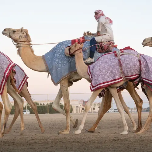 Islamic Solidarity Games introduce camel racing